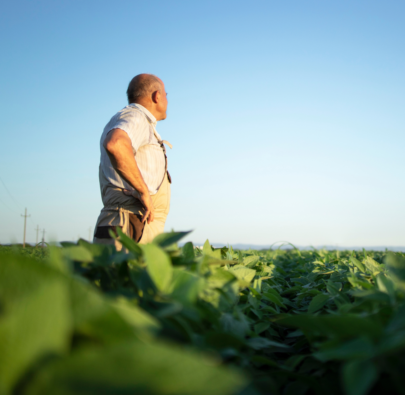 A person stands in a field of green crops, looking at the clear sky during daytime.